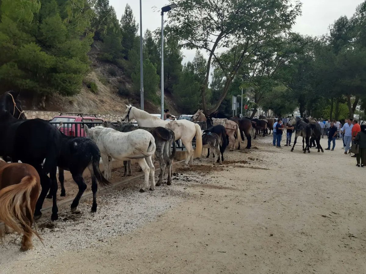 Jaujayto's tweet photo. Más de 70 caballos 🐴 se han reunido hoy en una nueva edición de la feria de ganado de #Jauja https://t.co/YNyK0NpXOn