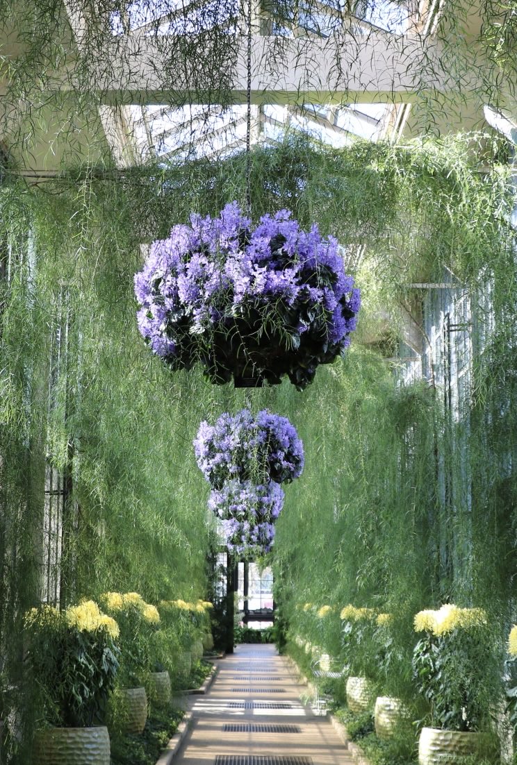 tortiegertie's tweet photo. Yes, I waited...⁦@longwoodgardens⁩ this section never disappoints #Gardens #botanicalgardens #fall #flowerdisplays #LongwoodGardens #Pennsylvania #KennettSquare https://t.co/M46SV2bWY0