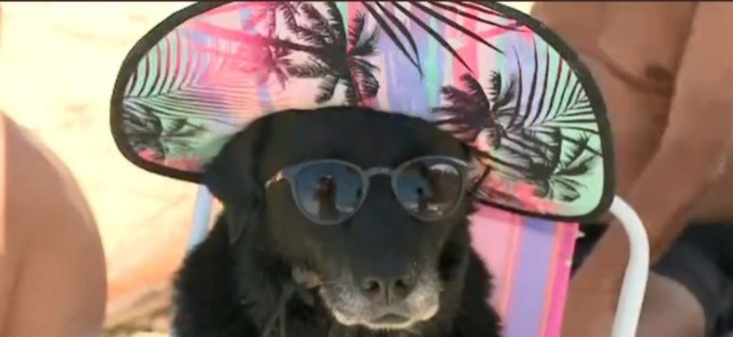 DogsDoAspas's tweet image. Dia 8

Cachorro em copacabana
@loud_aspas