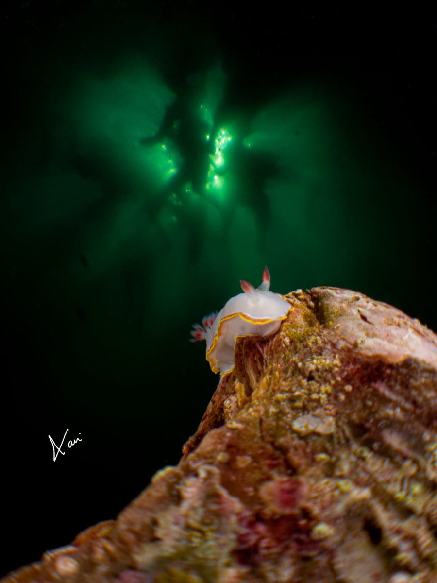 BanderasScuba's tweet photo. Very nice picture from Xavi Lopez Ruiz at Los Arcos on July 2022.
Worth to protect this place, don’t you think it?
#BanderasScuba  #Banderasscubarepublic  #PVScuba  #PADI  #PVPADI  #PADI5star  #ScubaVallarta  #pvscubaediving #PuertoVallarta 
#BuceoPuertoVallarta #divepv  #PADIPV https://t.co/g3crX6UM9U