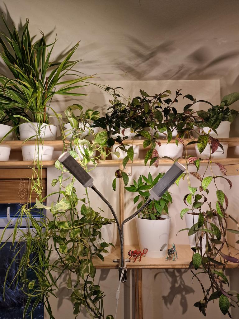MLaurenceDesign's tweet image. Just replaced my old plant shelves with these made from birch ply. Repotted the plants into bottom-watering pots. The circle recesses stop the trailing plants from tipping over.

#plantshelf #plantshelves #birchplywood  #birchplyshelves #plantwall #trailingplants #houseplants