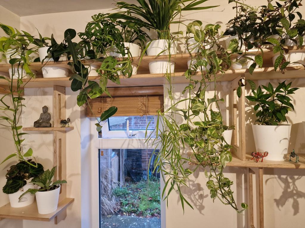 MLaurenceDesign's tweet image. Just replaced my old plant shelves with these made from birch ply. Repotted the plants into bottom-watering pots. The circle recesses stop the trailing plants from tipping over.

#plantshelf #plantshelves #birchplywood  #birchplyshelves #plantwall #trailingplants #houseplants