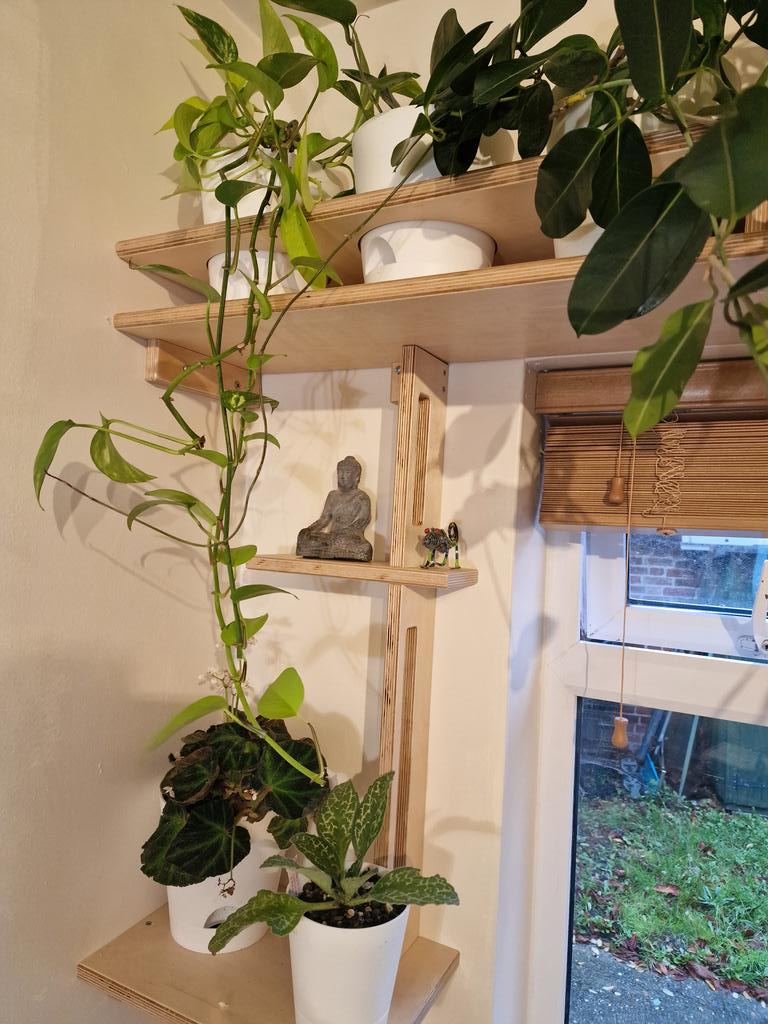 MLaurenceDesign's tweet image. Just replaced my old plant shelves with these made from birch ply. Repotted the plants into bottom-watering pots. The circle recesses stop the trailing plants from tipping over.

#plantshelf #plantshelves #birchplywood  #birchplyshelves #plantwall #trailingplants #houseplants