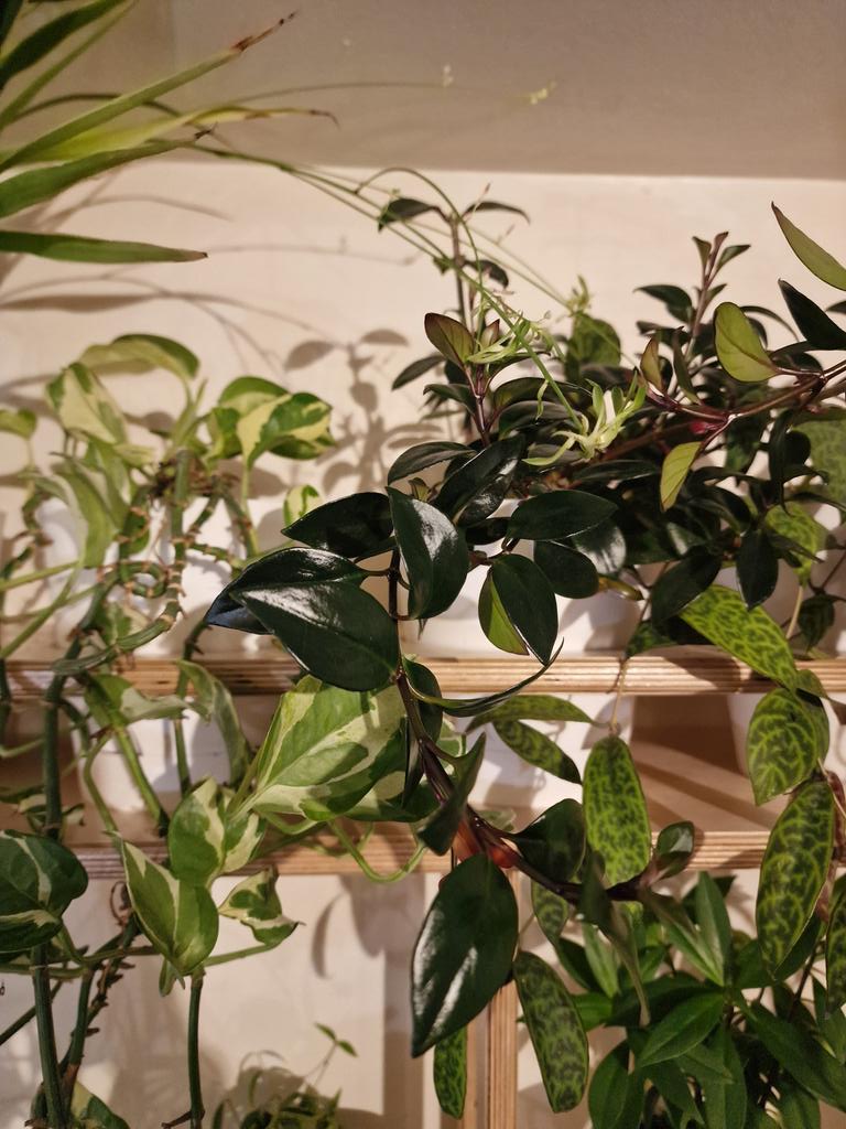 MLaurenceDesign's tweet image. Just replaced my old plant shelves with these made from birch ply. Repotted the plants into bottom-watering pots. The circle recesses stop the trailing plants from tipping over.

#plantshelf #plantshelves #birchplywood  #birchplyshelves #plantwall #trailingplants #houseplants