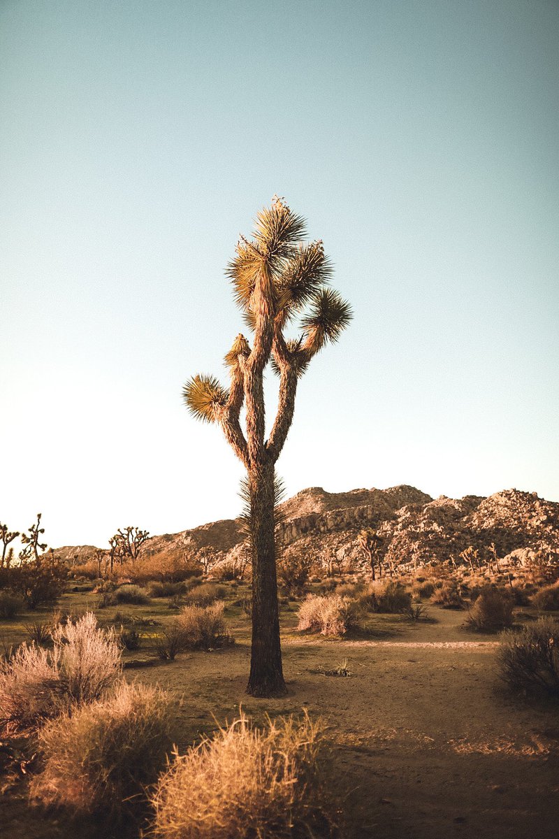 Zoobiezlenz's tweet photo. One version of my Joshua tree photo!
#joshuatree #adventure #photography #photographer #landscape https://t.co/QjUh6cJJhY