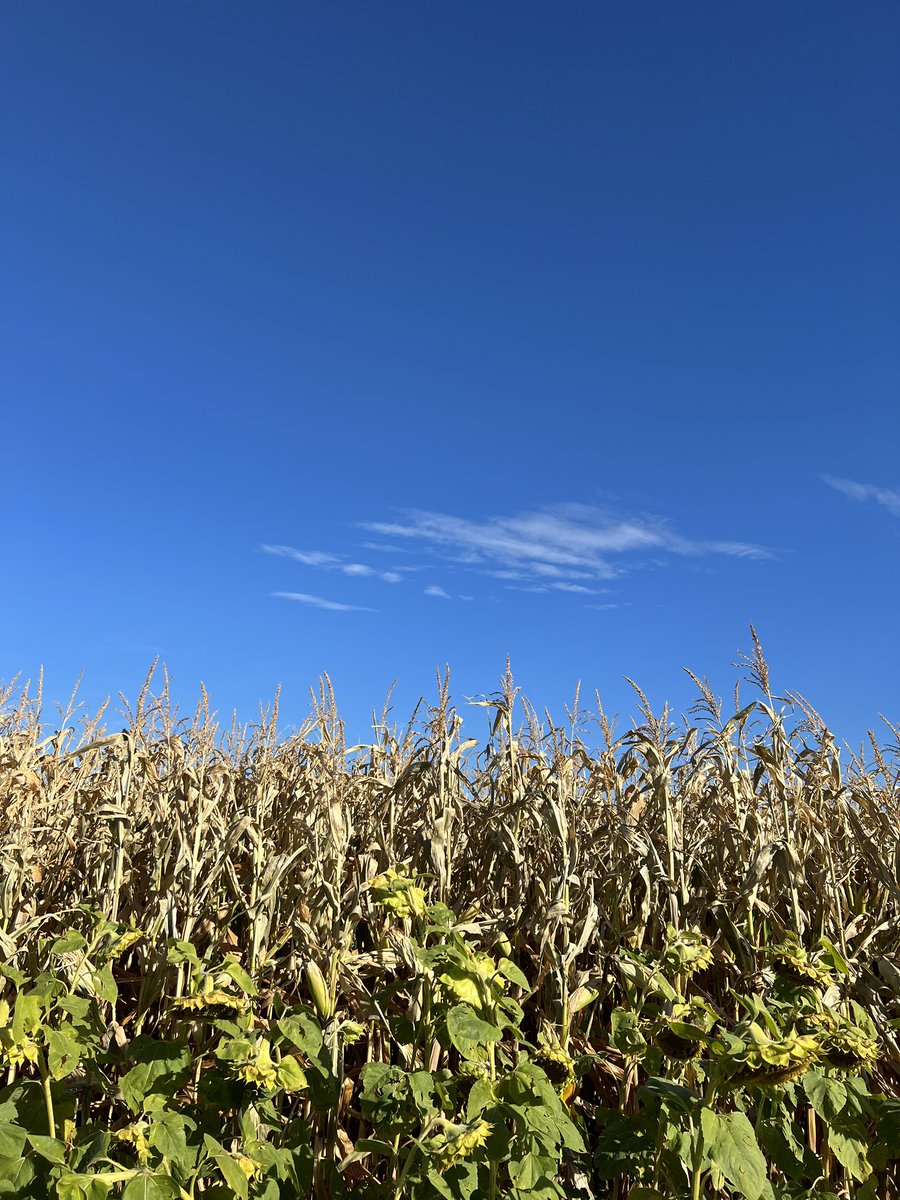 Today is the LAST day to come and get lost in the maze!! We are open from 1-5 & tickets are available online or at the gate! edmontoncornmaze.ca