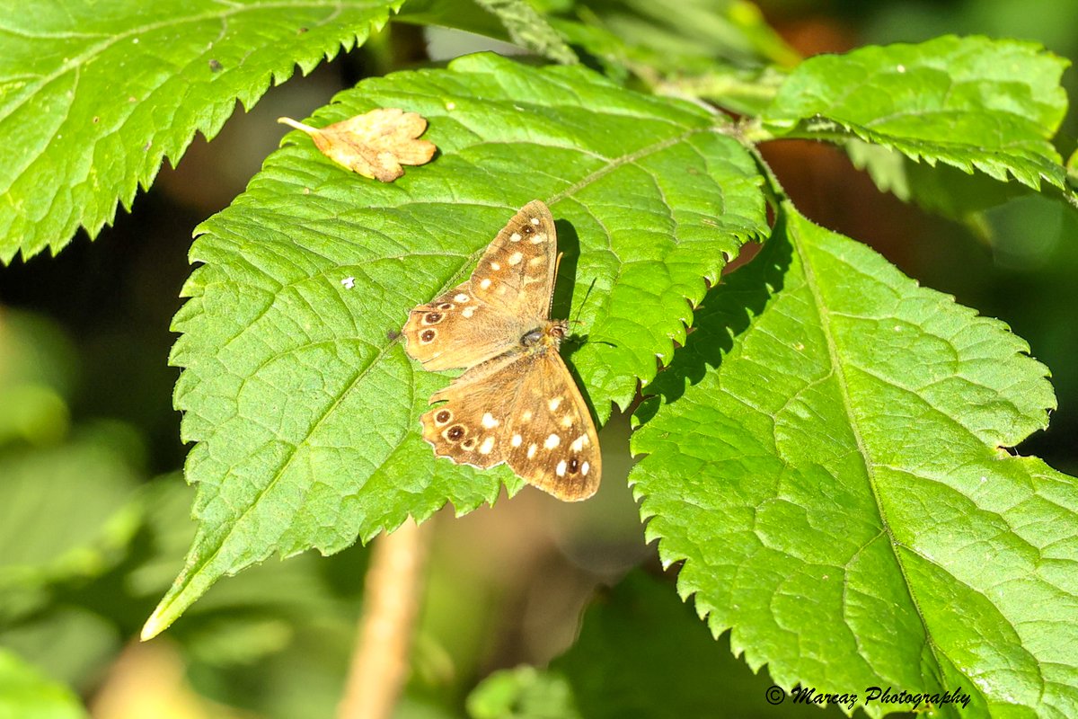 Speckled Wood Butterfly on Grovelands in Warminster. After last night's weather this was a nice surprise. Taken 23/10/2022. @WiltsWildlife @BC_Wiltshire @savebutterflies