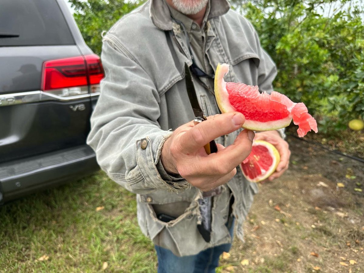 UFIFAS_IRREC's tweet photo. Citrus 🍊 trees in the #UFIFASIRREC experimental grove are full of fresh fruit that will soon be harvested to produce data that could be of great interest to Florida’s citrus 🍊 industry.
#FLCitrus #UF_IFAS https://t.co/uX9MpNYqU1