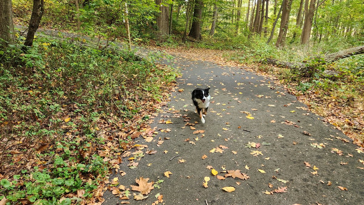 hanging out with my buddy on the autumn trail - nothing better than this ♡