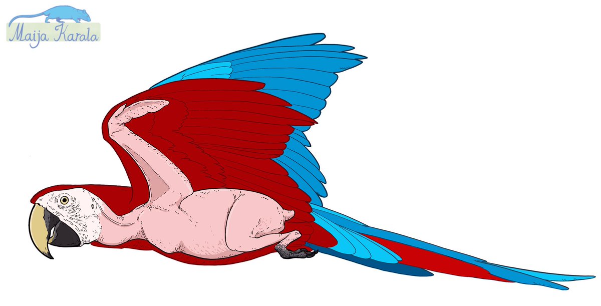 According to The Inner Bird by Gary W. Kaiser, the true bird is ”a strange goblin-like creature”, ”a puppeteer behind a screen of feathers.” Can’t really disagree here.