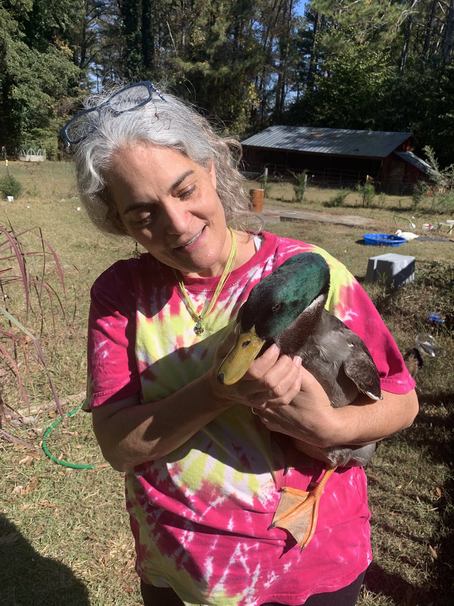 bunsofconyers's tweet image. Dis is our newest duck buddy Marchello. He is cute but cranky. 🐰🦆