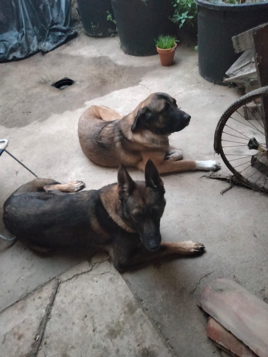 destroyrockroll's tweet photo. Rescate de Gogo y Niebla, la nueva aventura de mi madre la valiente 💜 Consiguió que el humanoide que los tenía malviviendo se los cediera y les ha buscado un espacio provisional mientras encontramos un hogar definitivo. Es un caso muy difícil, pero en eso ella es especialista. https://t.co/UFpHw0RiPx