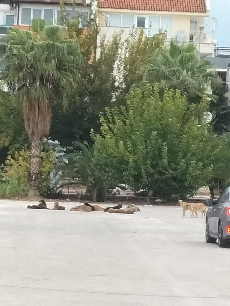 Antalya Muratpaşa ilçesinde Vali Hüsnü Tuğlu Okulu nun önü burası.sürüler halinde sokak köpekleri dolaşıyor.çocuklarımızı güvenle okula gönderemiyoruz.sabah yol değiştirmekten işe geç kalıyorum.bu durumdan herkes şikayetçi ama hala bir önlem alınamadı @ANTALYABB @MuratpasaBld