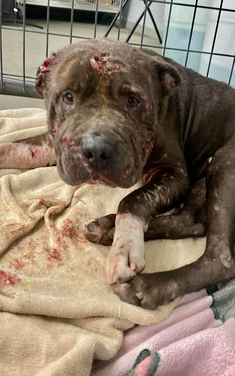 Warning ⚠️ GRAPHIC
We are welcoming this boy to our program today. He has survived literal hell and we are hopeful to turn his life around. 💙 Consider contributing to his care? #supportmasbullies linktr.ee/masbullyrescue