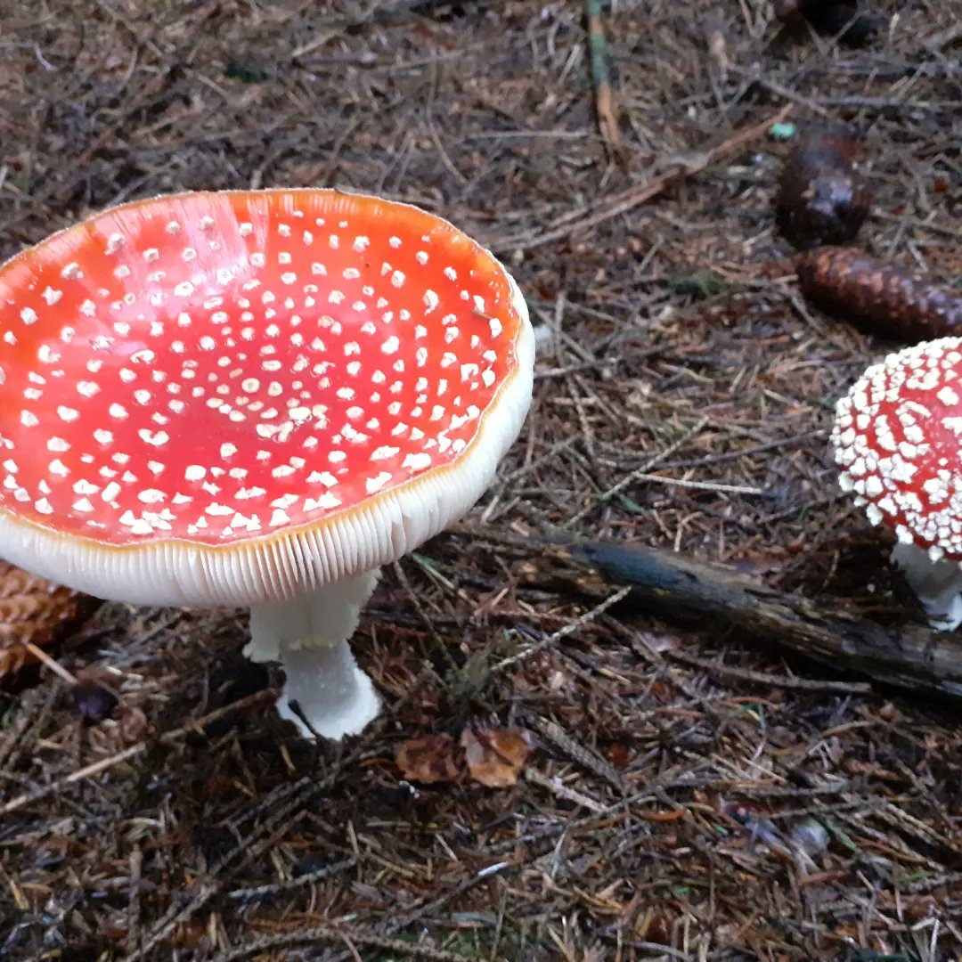 carbonchoicesuk's tweet photo. Magic fairy world. Loads of mushrooms. Devilla Forest, Fife.
#Fife #Kincardine #devilla #mushrooms #flyagaric #fungi https://t.co/F6QHrzAYGK