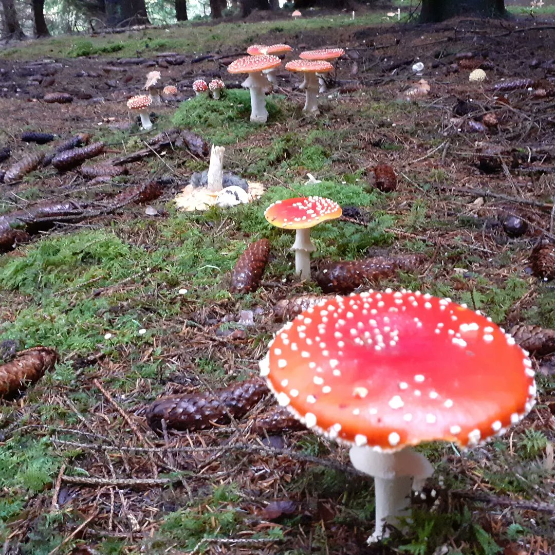 carbonchoicesuk's tweet photo. Magic fairy world. Loads of mushrooms. Devilla Forest, Fife.
#Fife #Kincardine #devilla #mushrooms #flyagaric #fungi https://t.co/F6QHrzAYGK