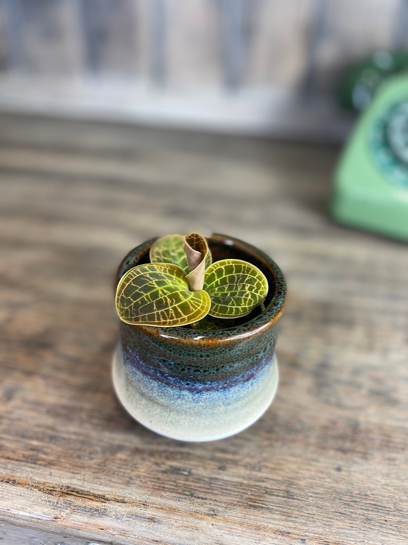 ginger_jungle's tweet photo. Ludisia Dream Catcher 😍

Mini plants pick 'n' mix from our fantastic selection of baby plants - a great way to build up your collection from £3.99.⁠

#thegingerjungle #urbanjungle #babyplants #minihouseplants https://t.co/3mxXc8vECv