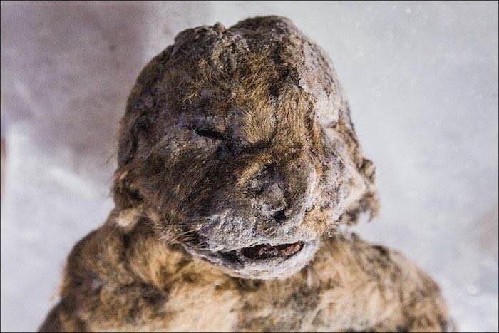 Scientists hope that they can use DNA from a preserved 12,000-year-old cave lion cub, to bring this extinct species back to life.