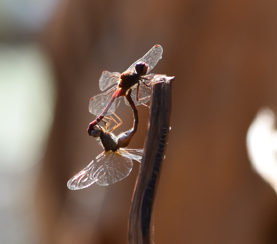 The very last  dragonflies <a href="/KenAqGardens/">Friends of Kenilworth Aquatic Gardens</a> yesterday. There is always something new to see in every season #AnacostiaRiver <a href="/anacostiaws/">Anacostia Watershed Society</a>