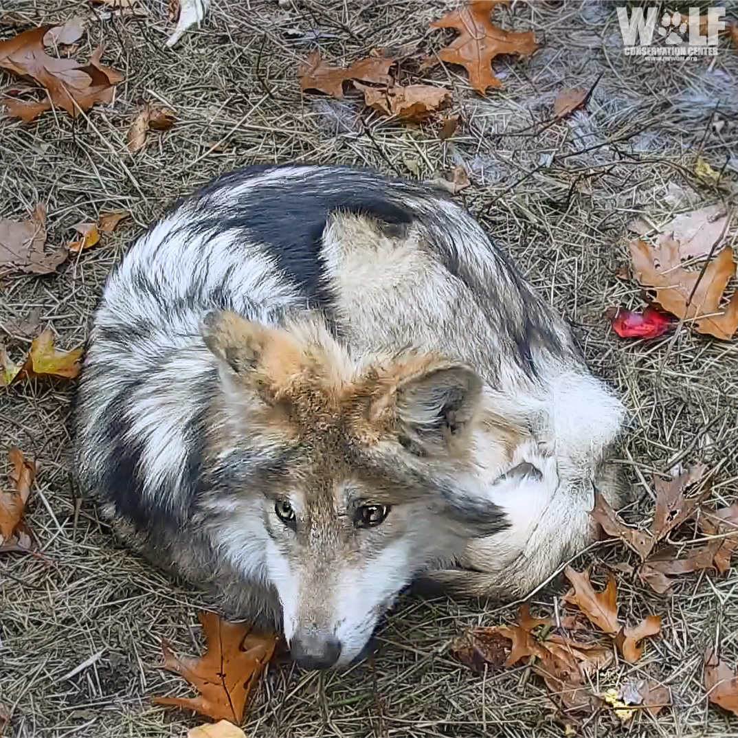 nywolforg's tweet photo. Essential. Endangered. Extremely beautiful 🐺
Join 5-month-old Sonda and his Mexican gray wolf family right now on Twitch: https://t.co/7Om1WVHS8g https://t.co/GaUv1BxWub