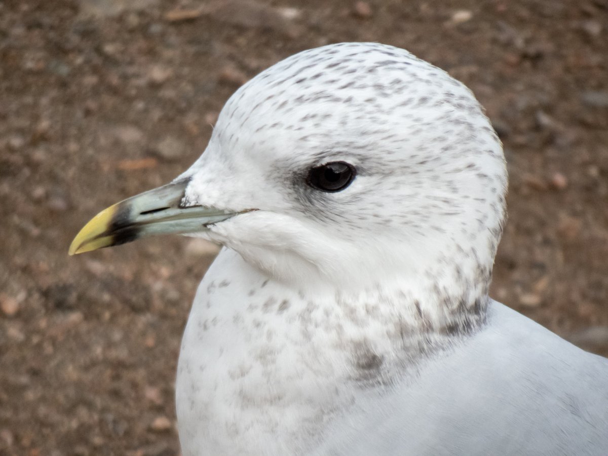 RT @elfsprite: A young common seagull in Helsinki today. https://t.co/vexJtjUQ5D