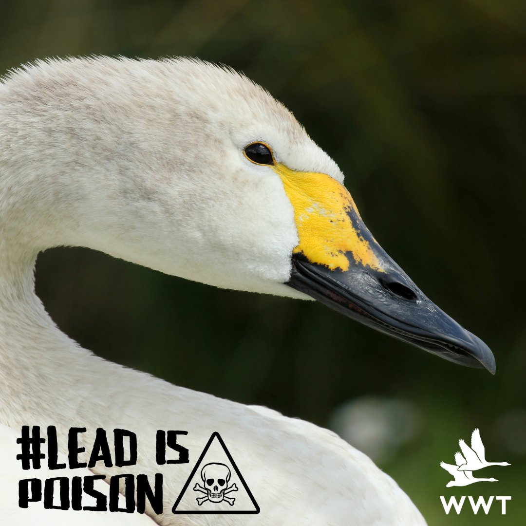 WWTworldwide's tweet photo. We're calling for an urgent ban on the use of lead ammunition.
Why is it so damaging? And why is *now* the moment to push for change?
Strap in for a π§΅π (1/15) #LeadIsPoison #BanLead https://t.co/rmv2bWBilm