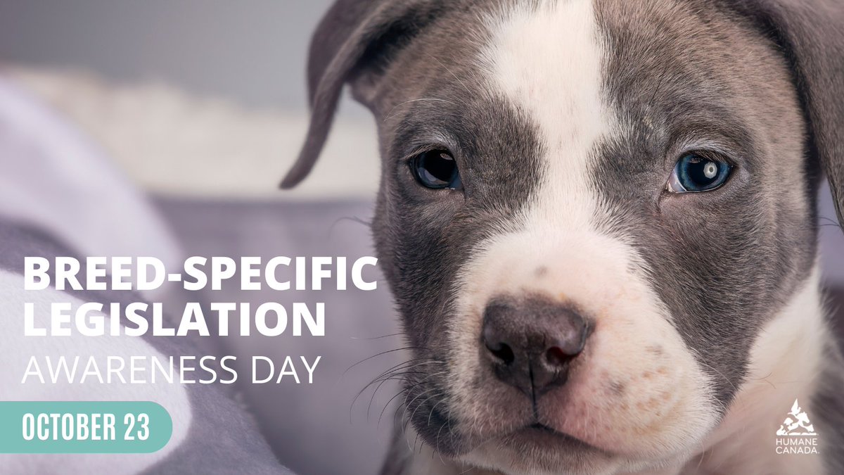 HumaneCanada's tweet photo. Today is National Breed-Specific Legislation (BSL), a day to raise awareness on ending BSL.  Humane Canada™ opposes laws banning individual breeds, as aggression is a learned behaviour. Dangerous dogs usually result from irresponsible ownership. LIKE if you agree. https://t.co/4o8DX71HtI