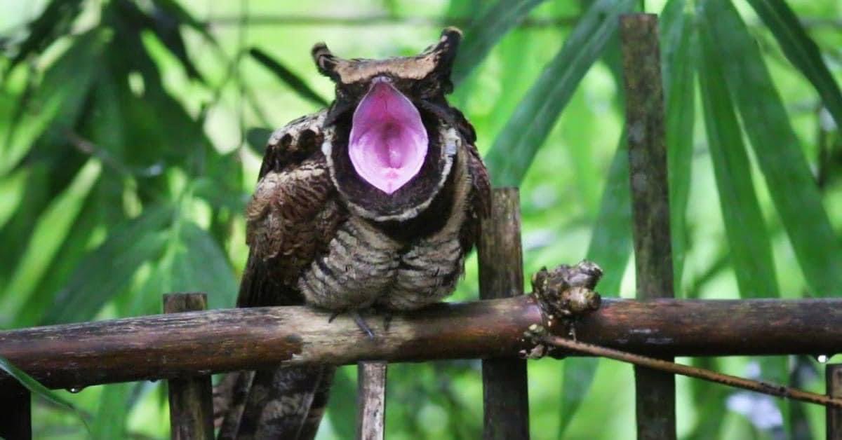 KP11Studios's tweet photo. Ok halt EVERYTHING!!

There’s a bird called the Great Eared Nightjar that literally looks like a baby dragon and I just dhajwkfurhwjaj💖💖💖💖

And it’s apparently native to India?!?!

It’s official! India has baby dragons y’all!!!

The true origin of #dnd is officially #desi! https://t.co/umZUOwsE2B
