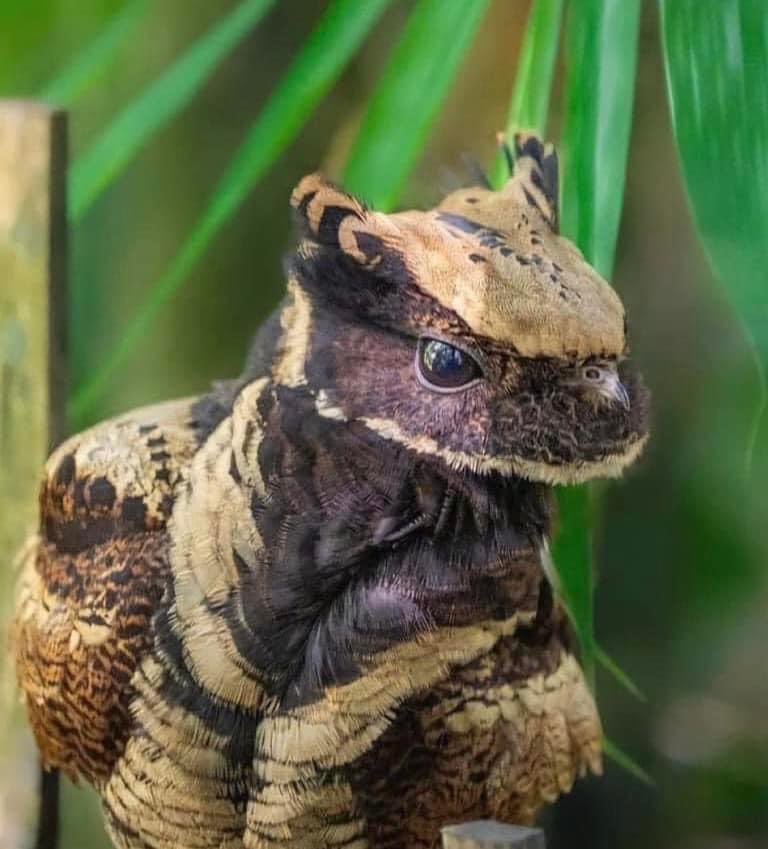 KP11Studios's tweet photo. Ok halt EVERYTHING!!

There’s a bird called the Great Eared Nightjar that literally looks like a baby dragon and I just dhajwkfurhwjaj💖💖💖💖

And it’s apparently native to India?!?!

It’s official! India has baby dragons y’all!!!

The true origin of #dnd is officially #desi! https://t.co/umZUOwsE2B
