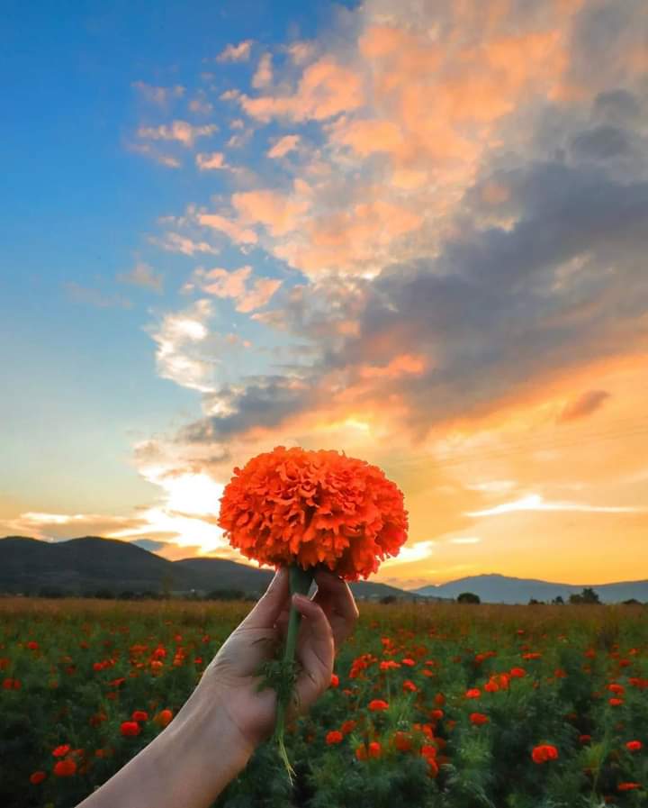 BarzonPoblano's tweet photo. #Puebla se pinta de naranja https://t.co/sdMKP6JTfA
