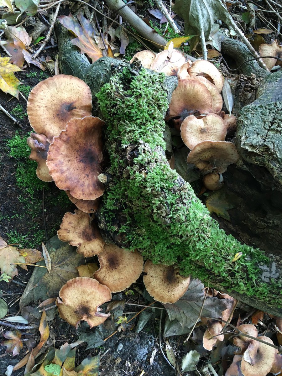 <a href="/dwskkm/"> douwe sikkema</a> <a href="/sarahvanr/">Sarah van Roemburg</a> <a href="/IVNzuidholland/">IVN Zuid-Holland</a> <a href="/IVN_Leiden/">IVN Leidse regio</a> Ook Cronesteyn, op het pad tussen het landgoedbos en het weiland ( net brgaanbaar gemaakt)