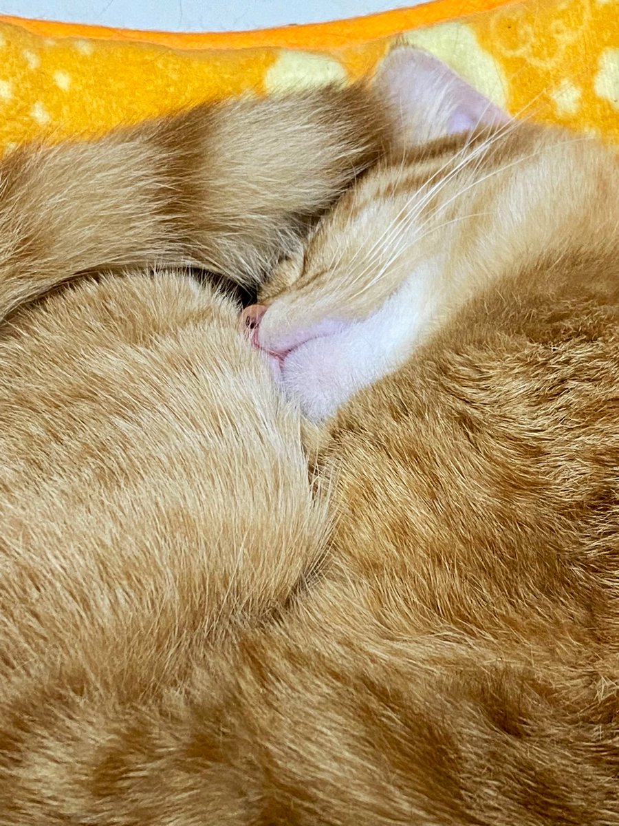 toto_kyotanabe's tweet photo. ベイちゃん，おやすみなさいなので！
＃今日のベイちゃん https://t.co/Sq2C324Qpp