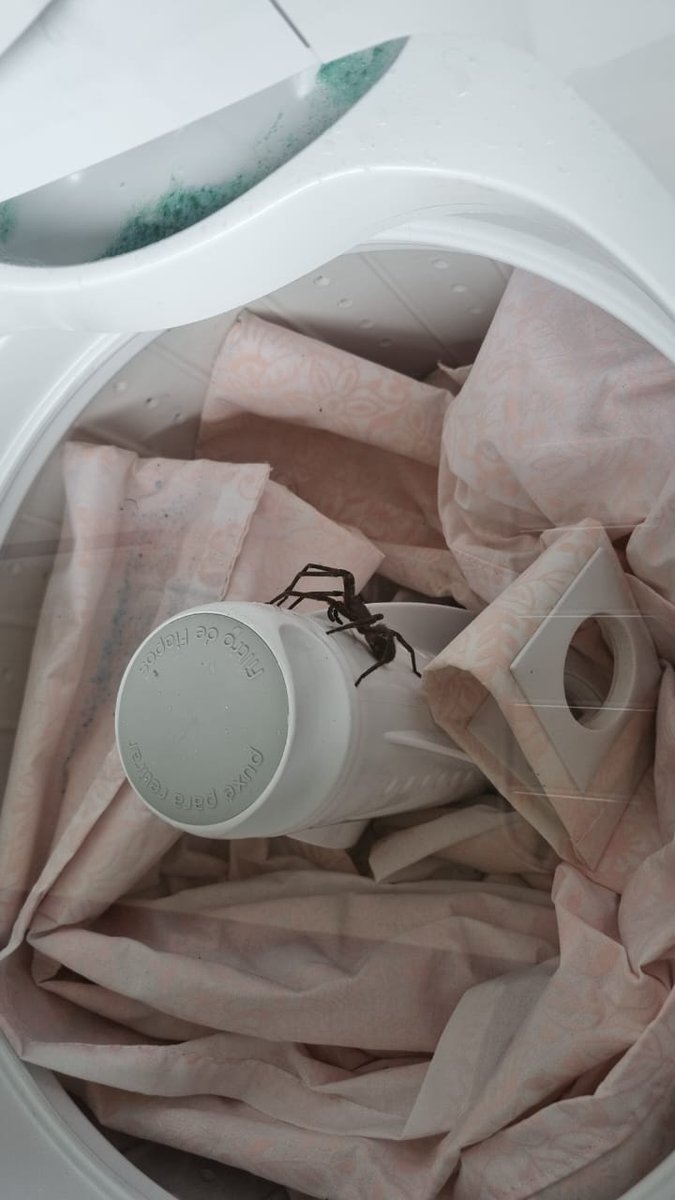 m_atheusff's tweet photo. Morando no interior dia 06: Estou refém de uma aranha enorme que não deixa eu ligar a máquina de lavar. https://t.co/cdxMoSIxYX