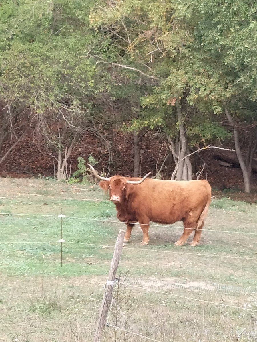 No no you are not dreaming, there are Scottish cows even in the south of France. Nice discovery after our digestive walk avec <a href="/sculdeurienne/">veronica</a> 😃🏴󠁧󠁢󠁳󠁣󠁴󠁿
<a href="/MyPeakChallenge/">My Peak Challenge</a> <a href="/SamHeughan/">Sam Heughan</a>  <a href="/UFsPeakers/">United Frenchy sPeakers</a> <a href="/FrenchPeakers/">French Peakers</a> <a href="/MediterraPeaker/">Mediterranean Peakers</a> <a href="/GreenCoastPeak/">Green Coast Peakers</a>