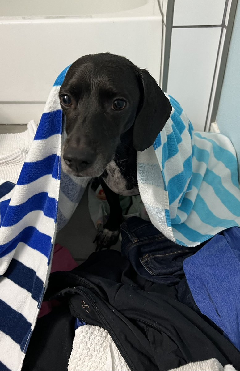 ChampagneAggie's tweet image. This boy hates a bath. #NotPleased #Maxwell