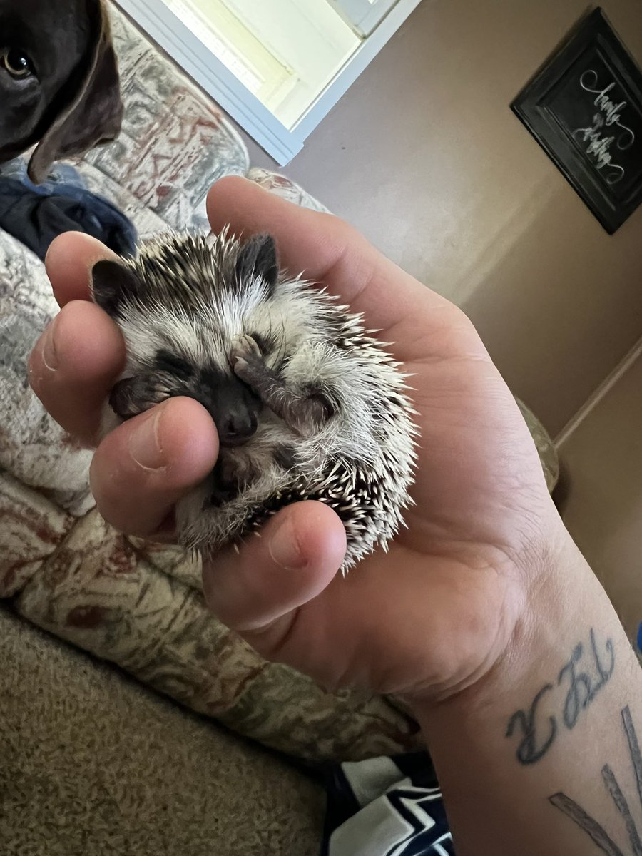 lgtacha's tweet photo. Otto 🤍🦔 https://t.co/kzQt2t3CbB