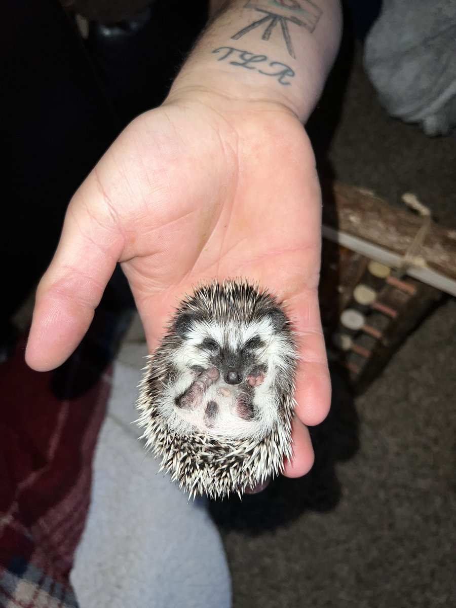 lgtacha's tweet photo. Otto 🤍🦔 https://t.co/kzQt2t3CbB