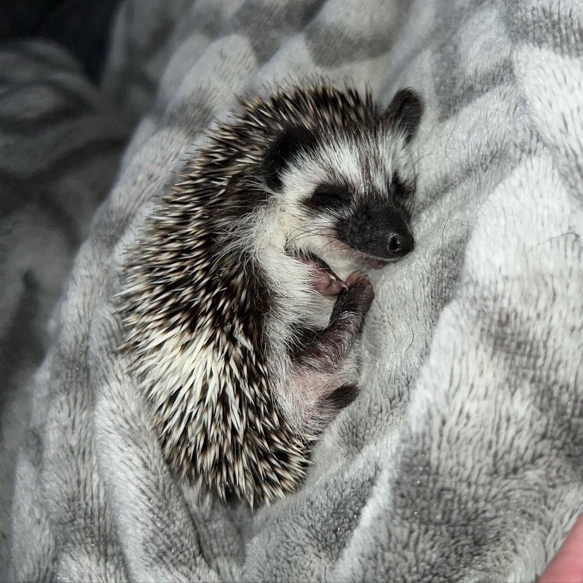 lgtacha's tweet photo. Otto 🤍🦔 https://t.co/kzQt2t3CbB