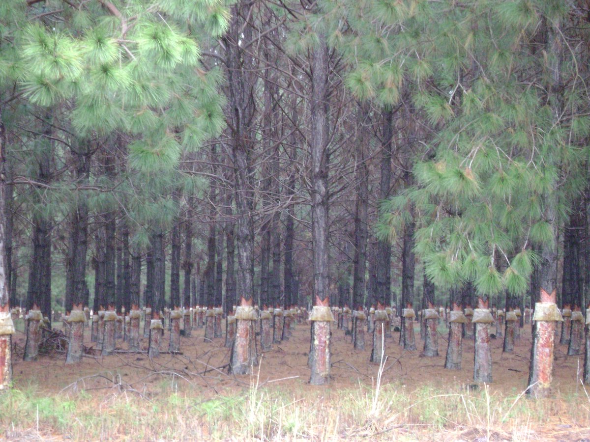 def_pastizales's tweet photo. Los monocultivos forestales son extensas plantaciones de pinos y eucaliptos, especies exóticas e invasoras en la región, que destruyen pastizales, humedales y bosques convirtiendo miles de hectáreas en paisajes que carecen de vida y de belleza. https://t.co/2ge2r4nmVi