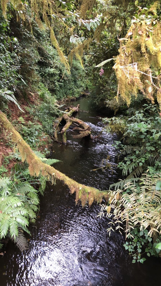 Abdihakeem2's tweet photo. About todayβs hike, π€© Refreshing Sceneries and Air. Thanks to @MillenialExped1 for organizing sucj an amazing hike. I feel rejuvenated and ready for the new week. Bring on Monday π€©
#castleforest #kws #tembeakenya https://t.co/BaS9fSIo59