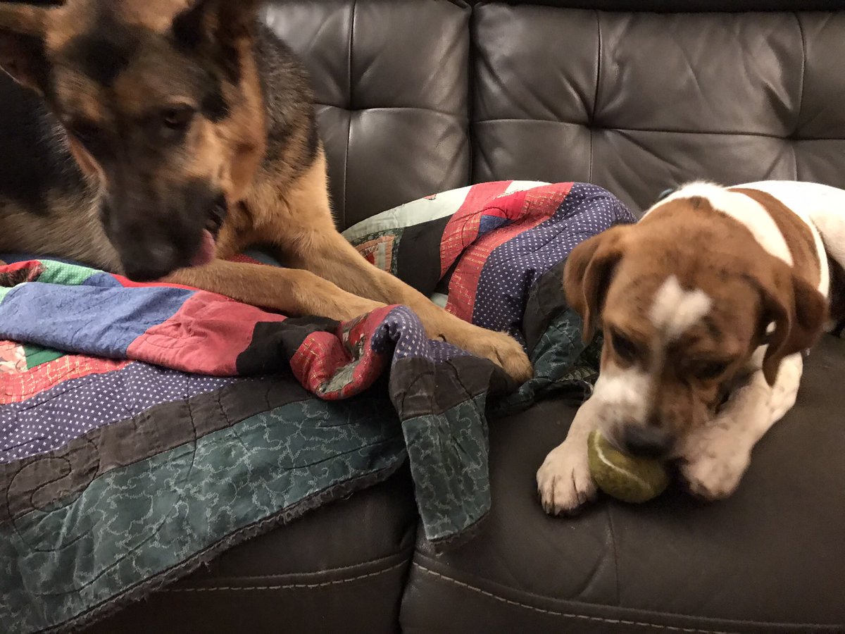 ea_celestial's tweet image. I didn’t mind one bit that it was just me and the dogs this weekend. 🐾 #goldenretriever #germanshepherd #beabull