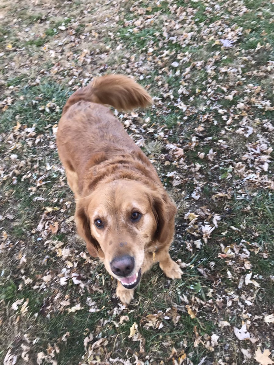 ea_celestial's tweet image. I didn’t mind one bit that it was just me and the dogs this weekend. 🐾 #goldenretriever #germanshepherd #beabull