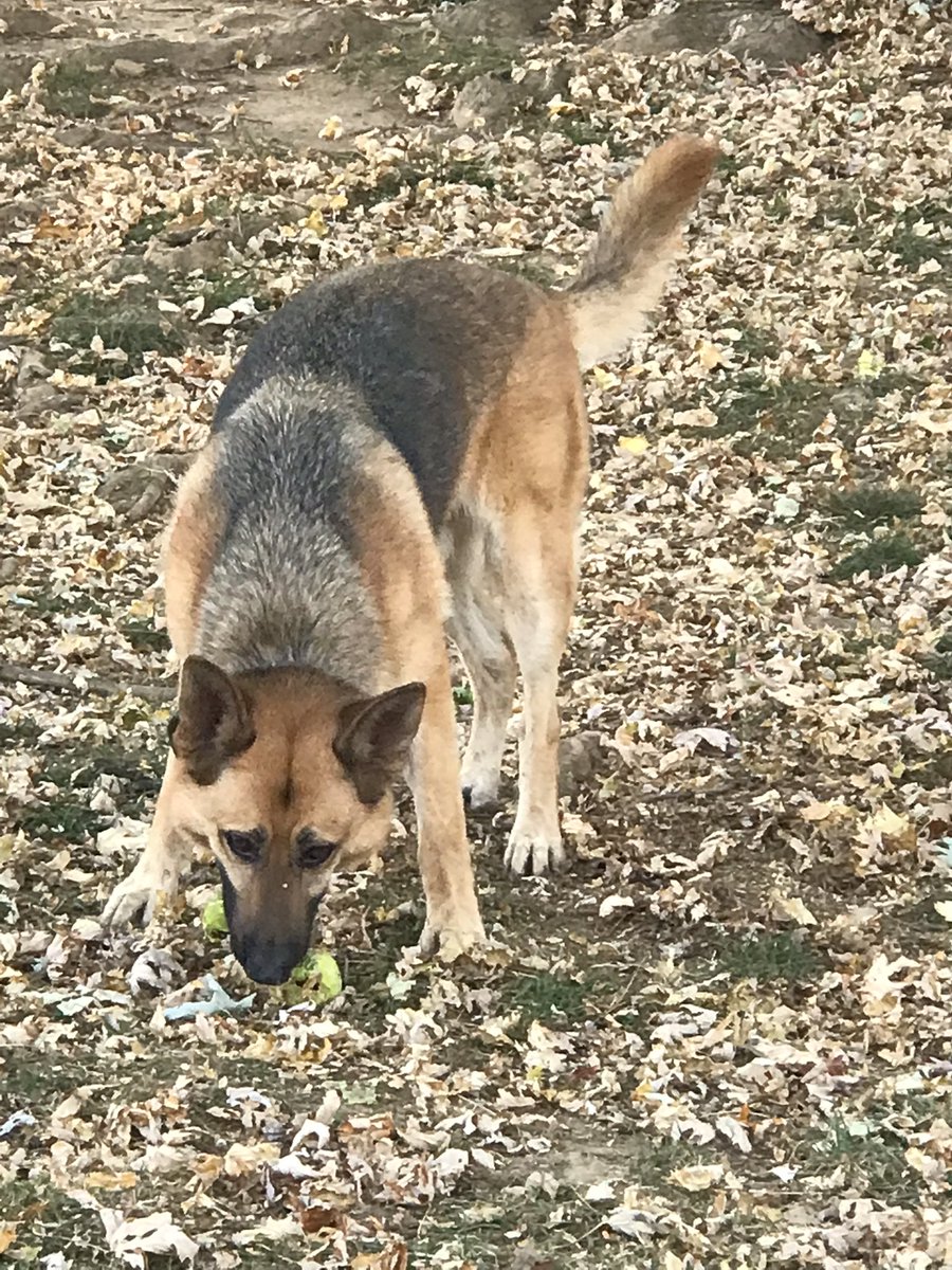 ea_celestial's tweet image. I didn’t mind one bit that it was just me and the dogs this weekend. 🐾 #goldenretriever #germanshepherd #beabull