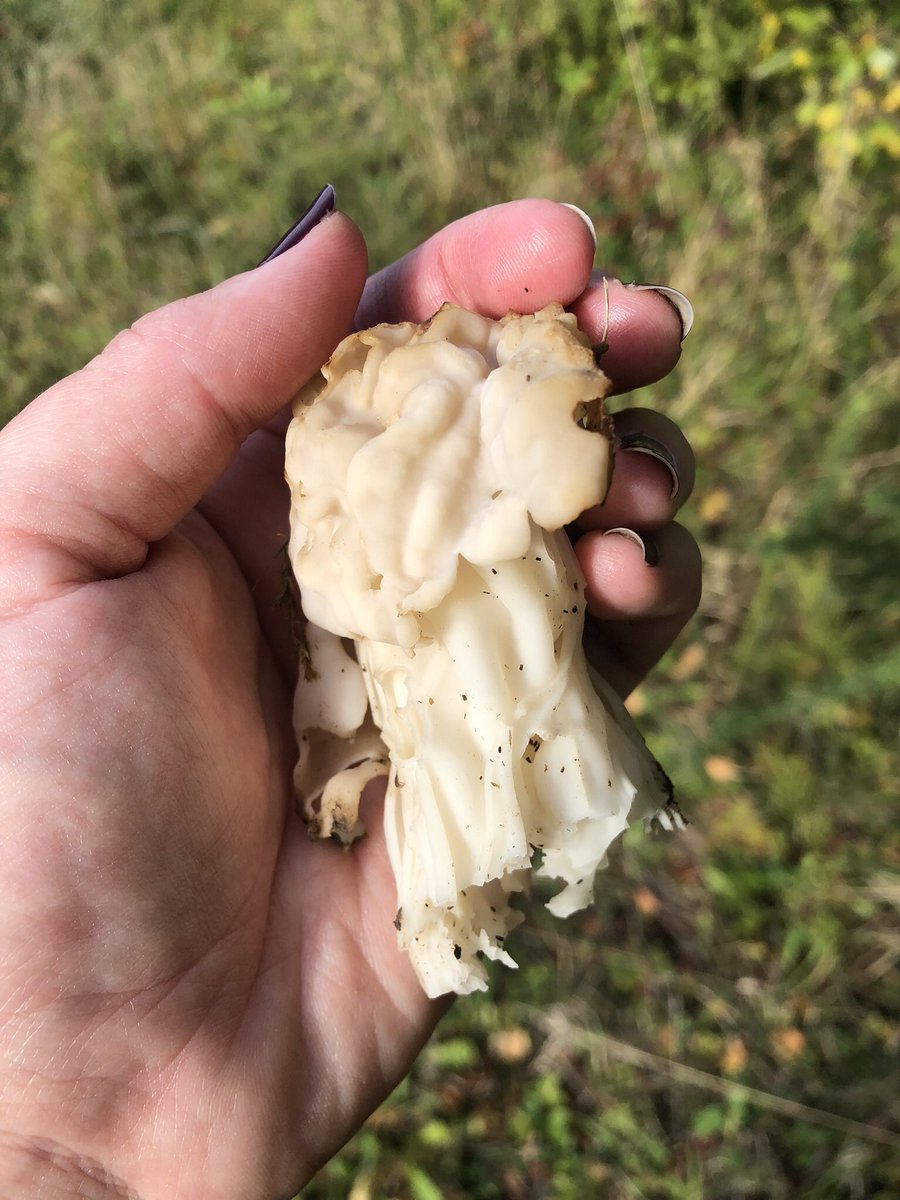 Myyra84's tweet photo. @botany_beck @BoldForestPark @ParishBold It seems to be a great year for white saddles too! 🍄 https://t.co/htM4FF6Kr7