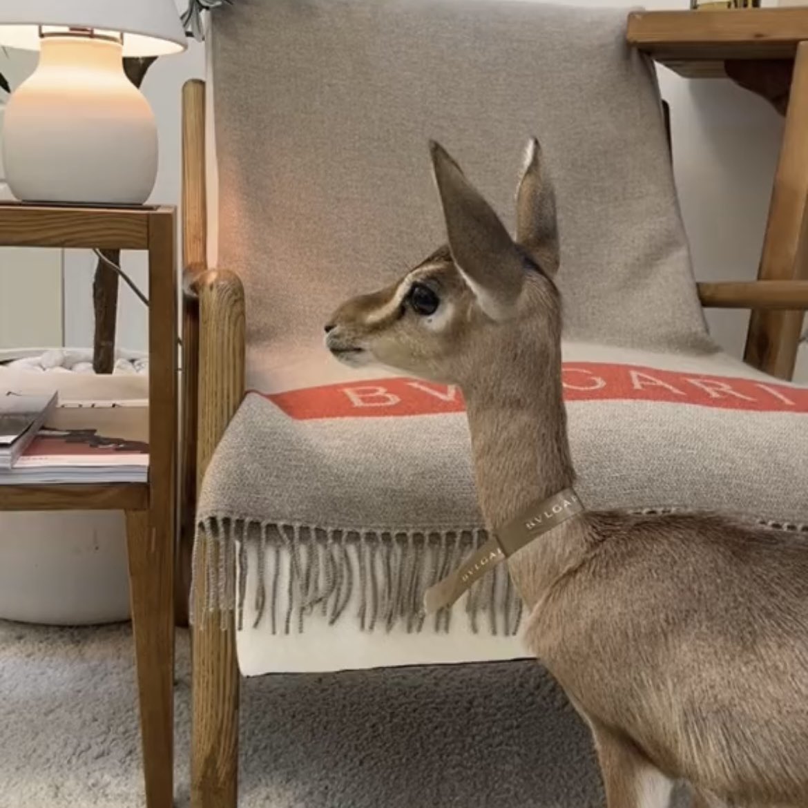 ㅤㅤㅤㅤ

͏ 

͏تشبهين الصمت لا طال الكلام
مترفعّة عقل وشعور وبصيره ..