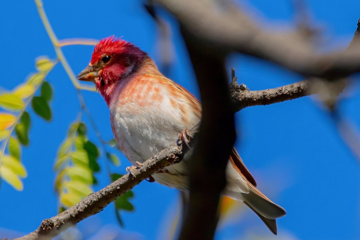 mitoGFP's tweet photo. Purple Finch palooza @CentralParkNYC. Saturday walk with @BirdingBobNYC #birdcpp #BirdsSeenIn2022 #birdwatching #birding #BirdTwitter #urbanbirding #fallmigration @inaturalist #BirdsofNYC #fallmigrants #finch #birdphotography #wildlifephotography #finch https://t.co/5yy7vm07jo