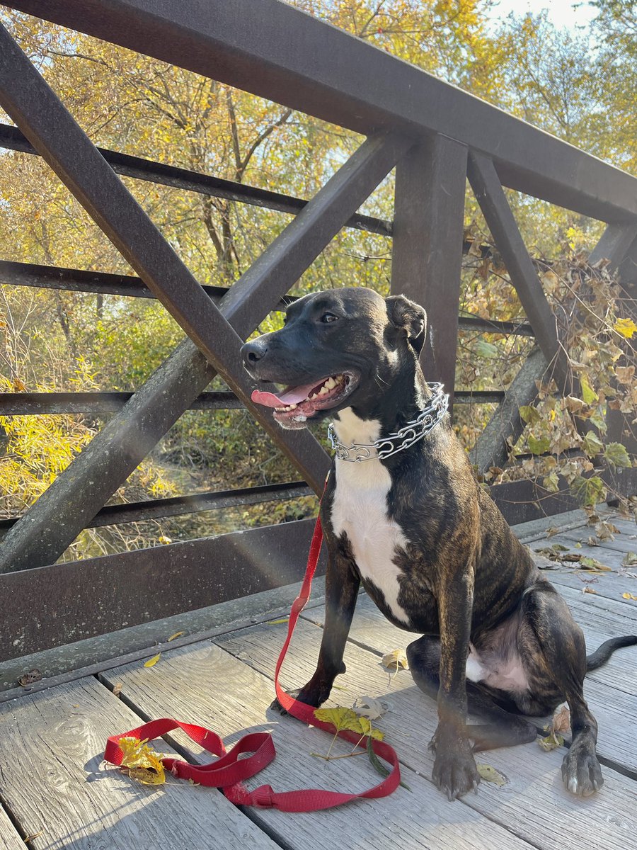 brettyabish's tweet photo. I’m grateful for my doggo &amp; this beautiful fall weather 🐶 #FiendsTouchGrass @SolFiends https://t.co/pchHkHV5bI