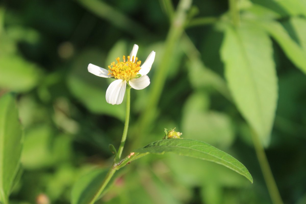 alisc_pic's tweet photo. A simple #flower 
#flowerphotography
#photography 
#nature https://t.co/PWKsG4tztY