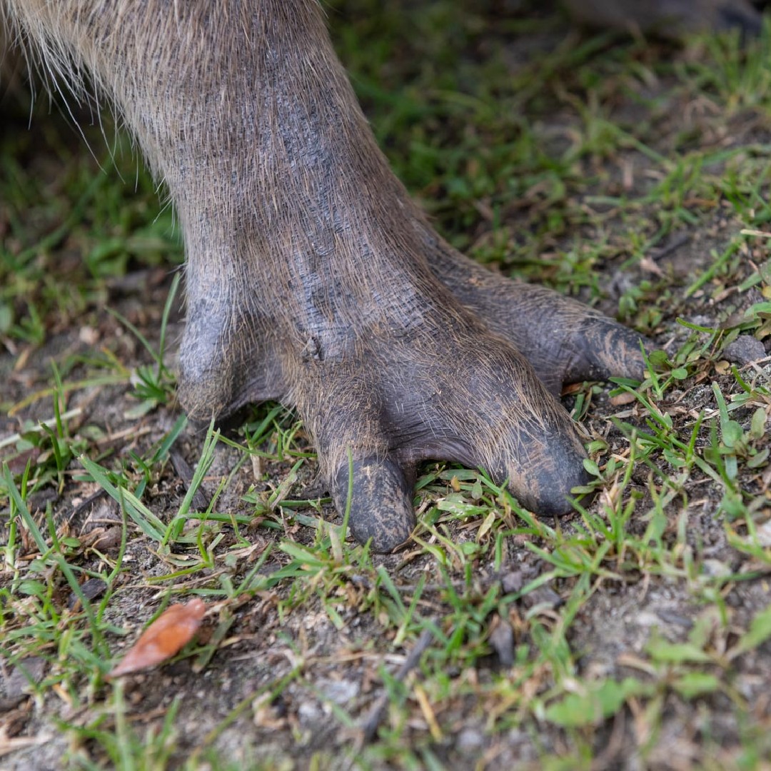 Did you know? Capybaras (the world’s largest rodent) have webbed feet that help them swim through water and travel across soft and muddy grounds. Being a semiaquatic rodent, capybaras also occasionally sleep in water. 📸: Capybara (Marsh)