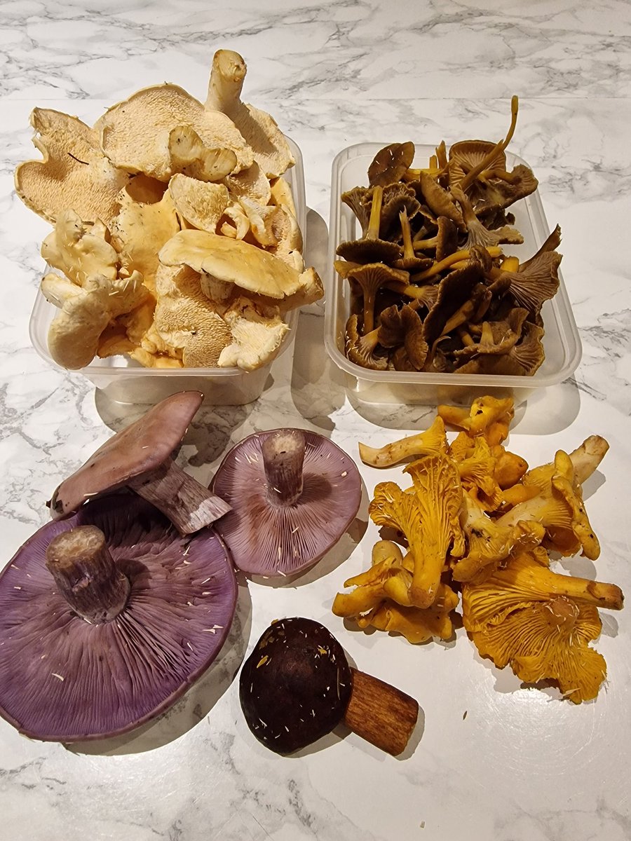 brewforagegrow's tweet photo. Some nice variety in the basket today. Hedgehogs, chanterelles, winter chanterelles, wood blewits and a young bay bolete https://t.co/GiJjZL9ypK